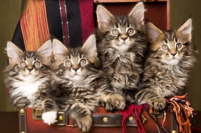 Four Maine Coon Kittens In Suitcase