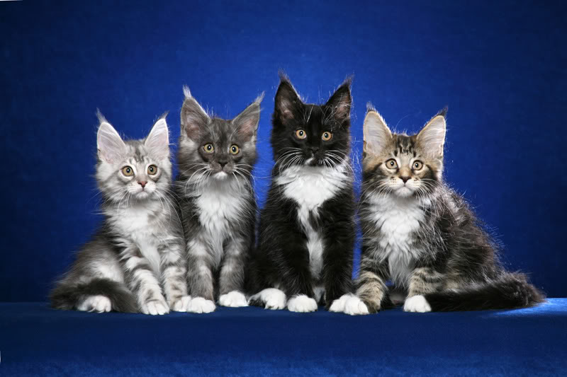 Four Maine Coon Kittens Picture