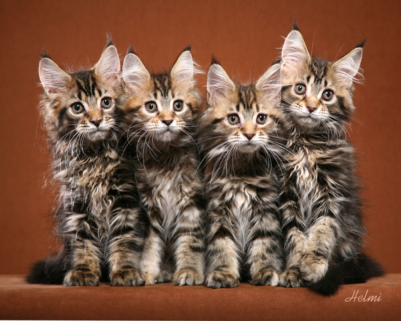Four Maine Coon Kittens Posing For Photo