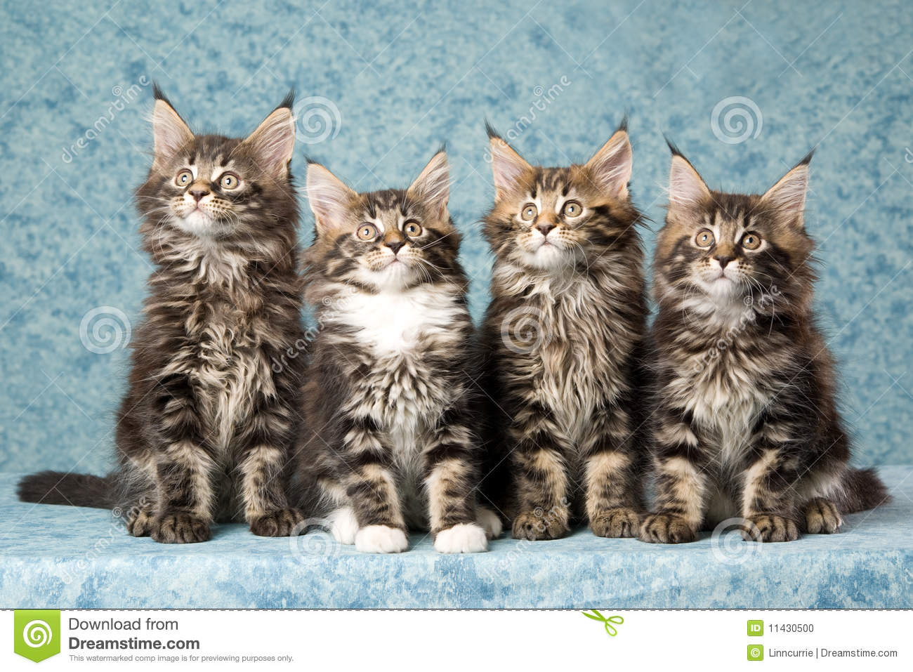 Four Tabby Maine Coon Kittens