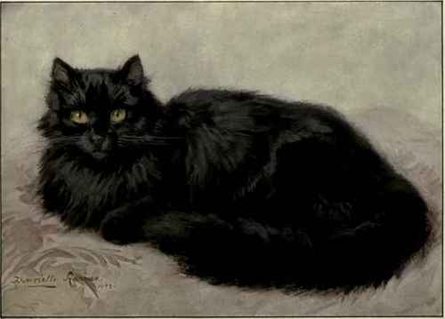 Full Grown Black Persian Cat