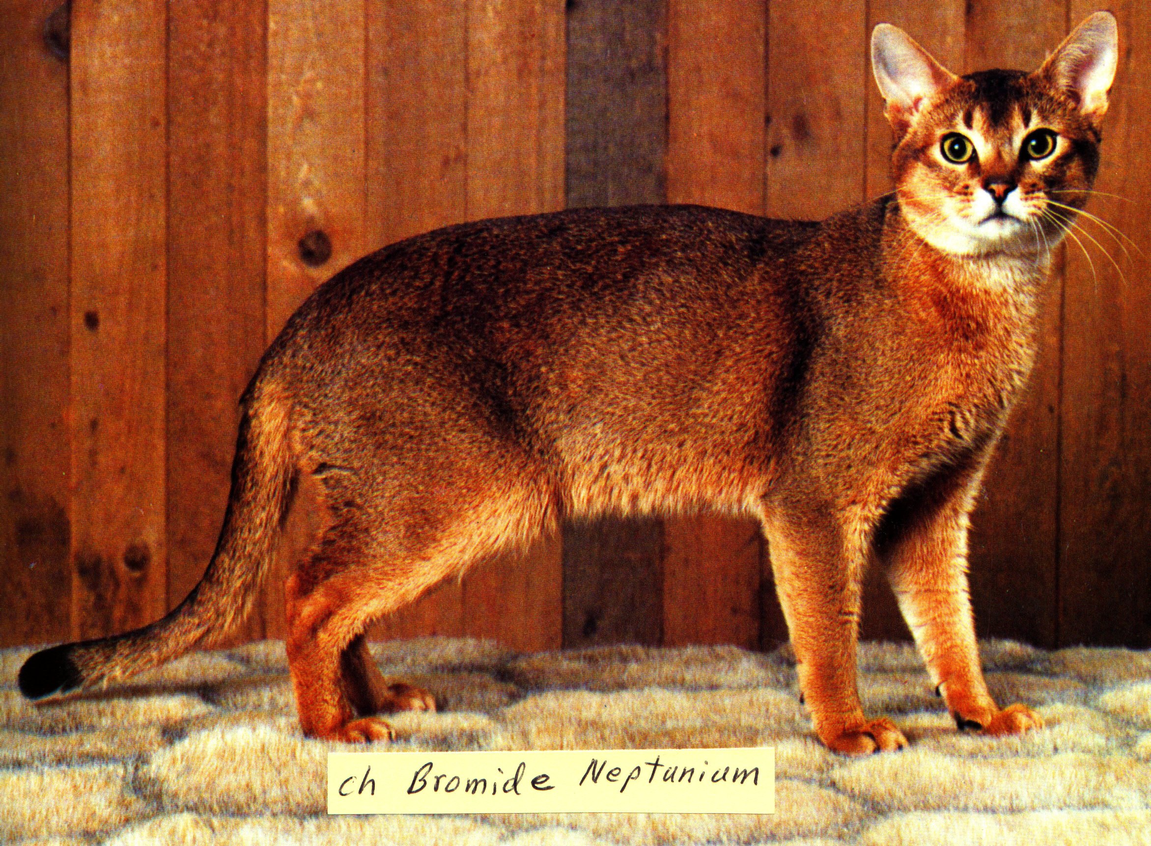 Full Grown Red Abyssinian Cat Picture
