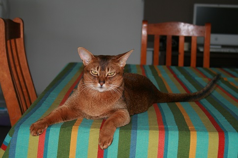 Full Grown Red Abyssinian Cat Sitting On Table