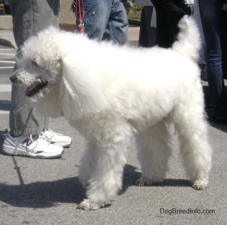 Full Grown White Poodle Dog