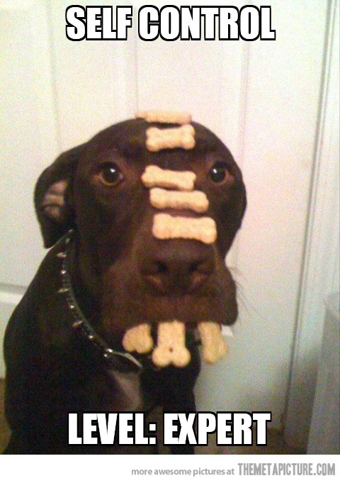 Funny Cookies Dog Self Control