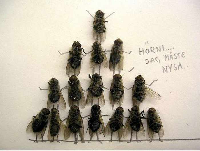 Funny Dead Flies Unusual Art Image
