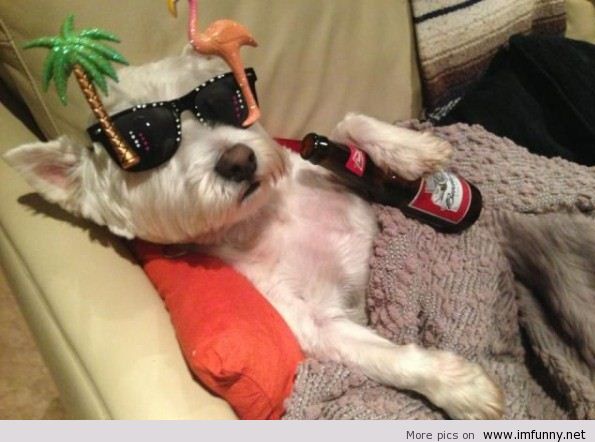 Funny Dog Drunk Picture