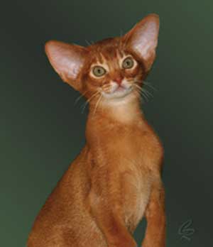 Funny Face Red Abyssinian Cat