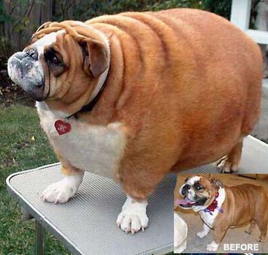 Funny Fat Dog Picture