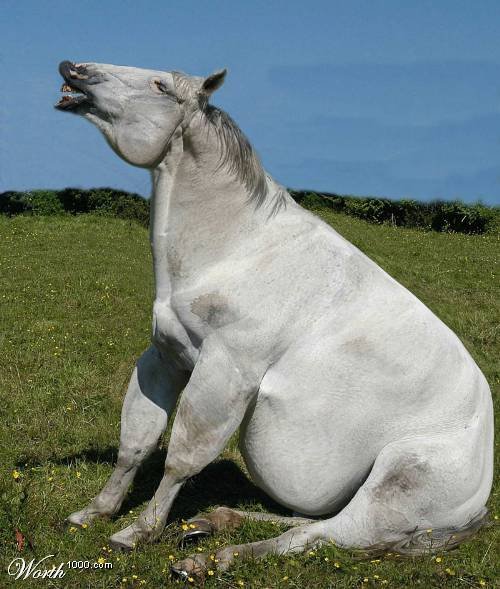 Funny Fat Horse Picture