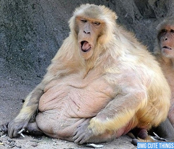 Funny Fat Monkey Image