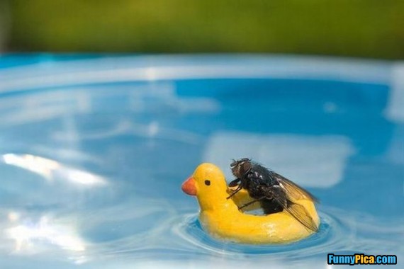 Funny Swimming Fly Image