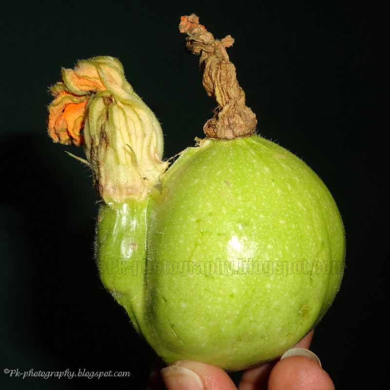Funny Vegetable Art Picture