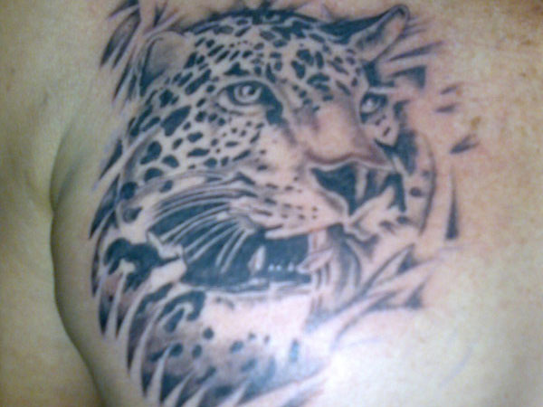 Furious Snow Leopard Tattoo On Man Chest