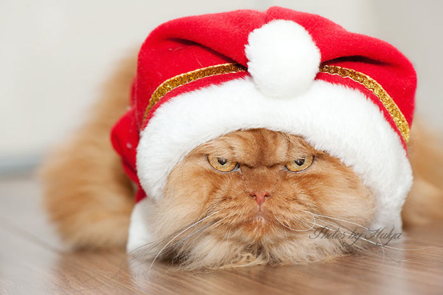 Garfi Persian Cat Wearing Santa Claus Cap