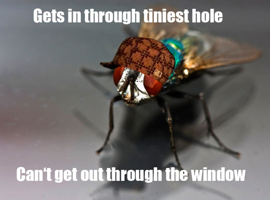Get In Through Tiniest Hole Funny Fly Image