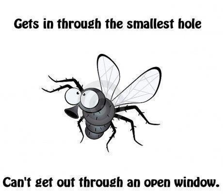 Gets In Through The Smallest Hole Funny Fly Image