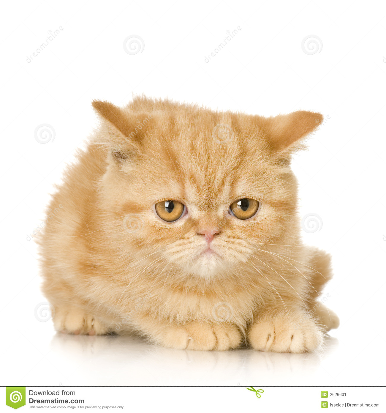 Ginger Persian Cat Kitten