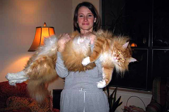Girl Carrying Golden Maine Coon Cat