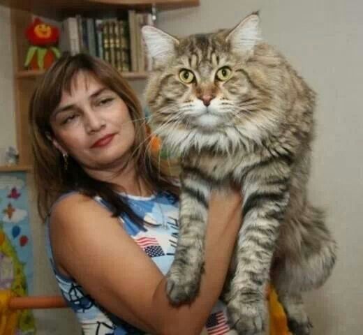 Girl Carrying Maine Coon Cat