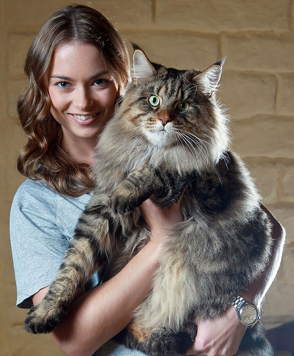 Girl With Maine Coon Cat Picture