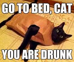 Go To Bed Cat You Are Drunk Funny Image