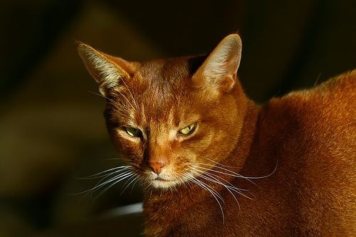 Golden Abyssinian Cat Photo