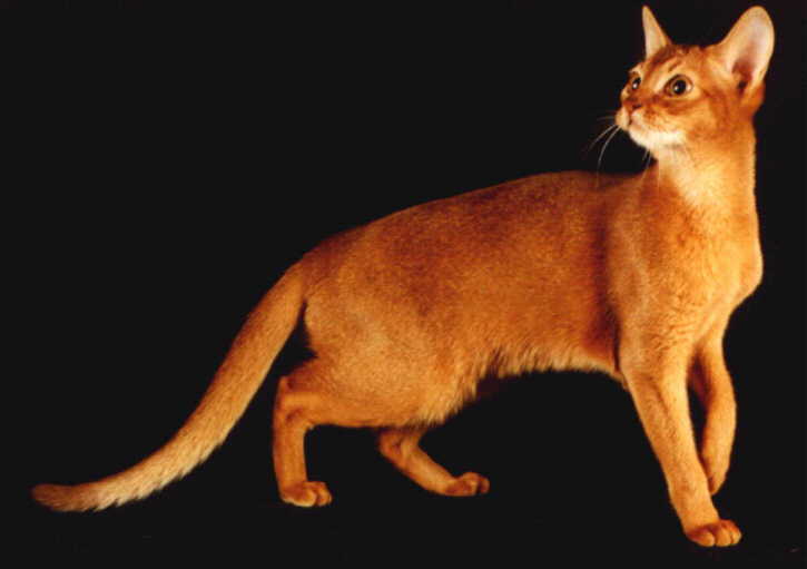 Golden Abyssinian Cat Picture