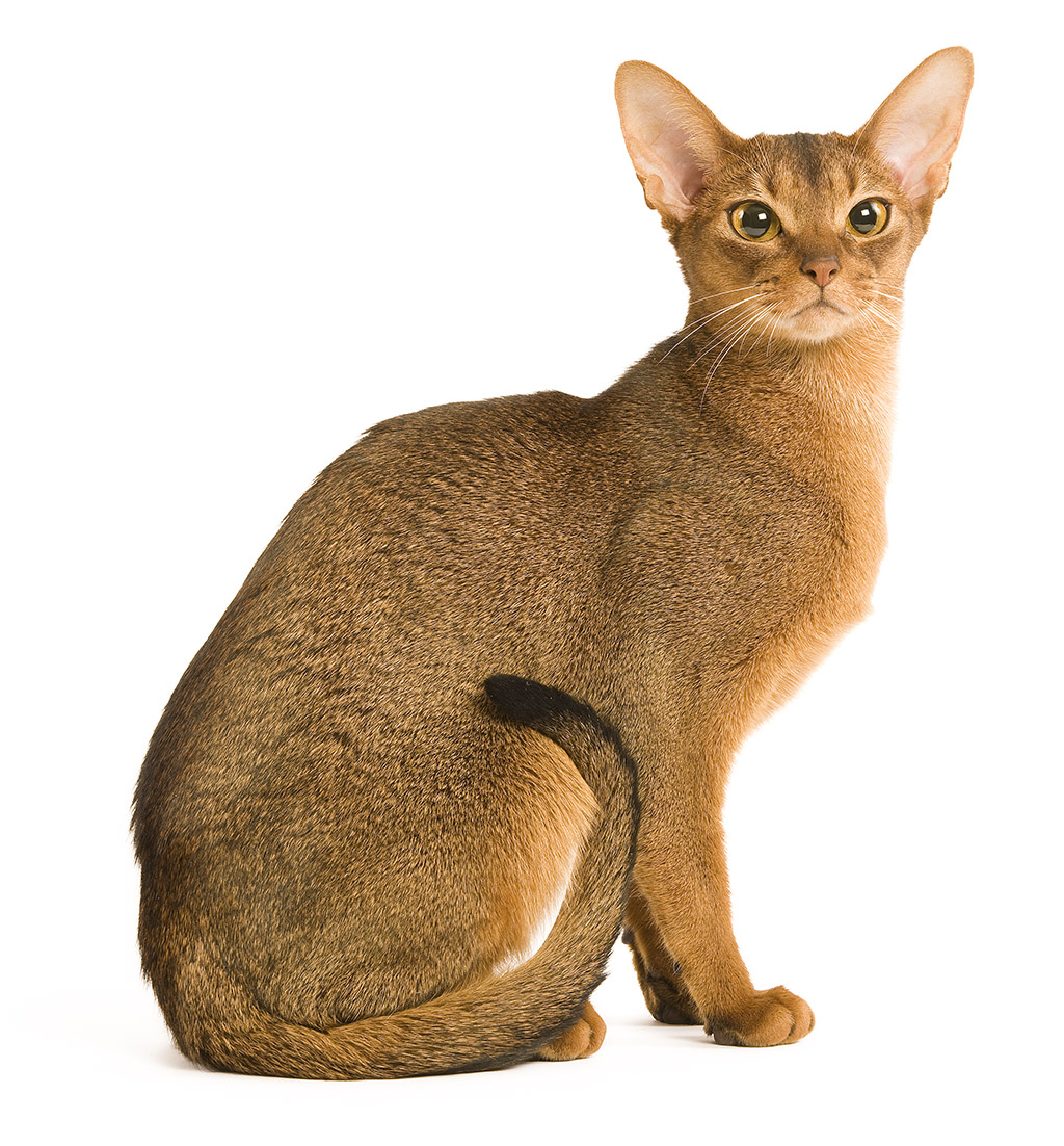 Golden Abyssinian Cat