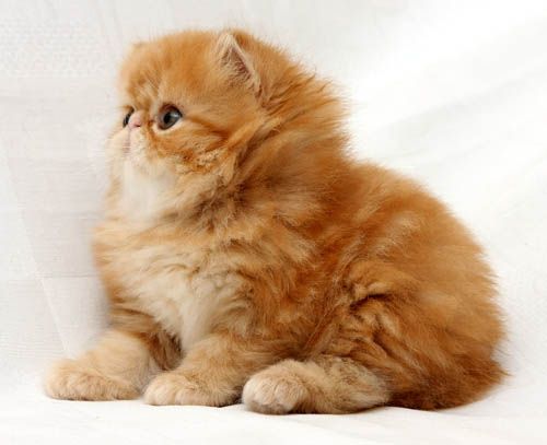 Golden Persian Cat Kitten