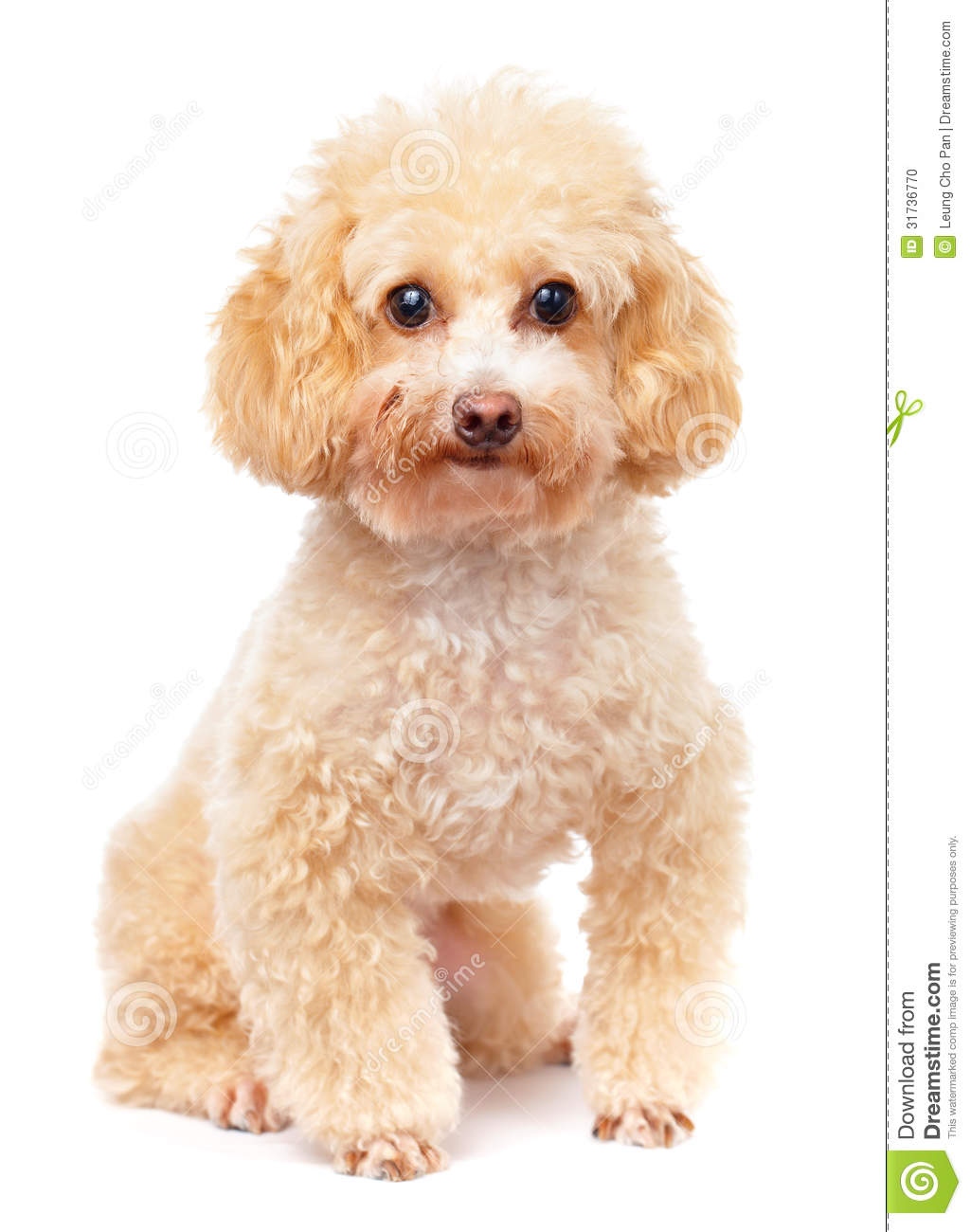 Golden Poodle Dog Picture
