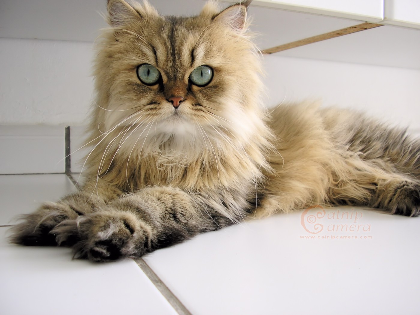 Golden Shaded Persian Cat Picture