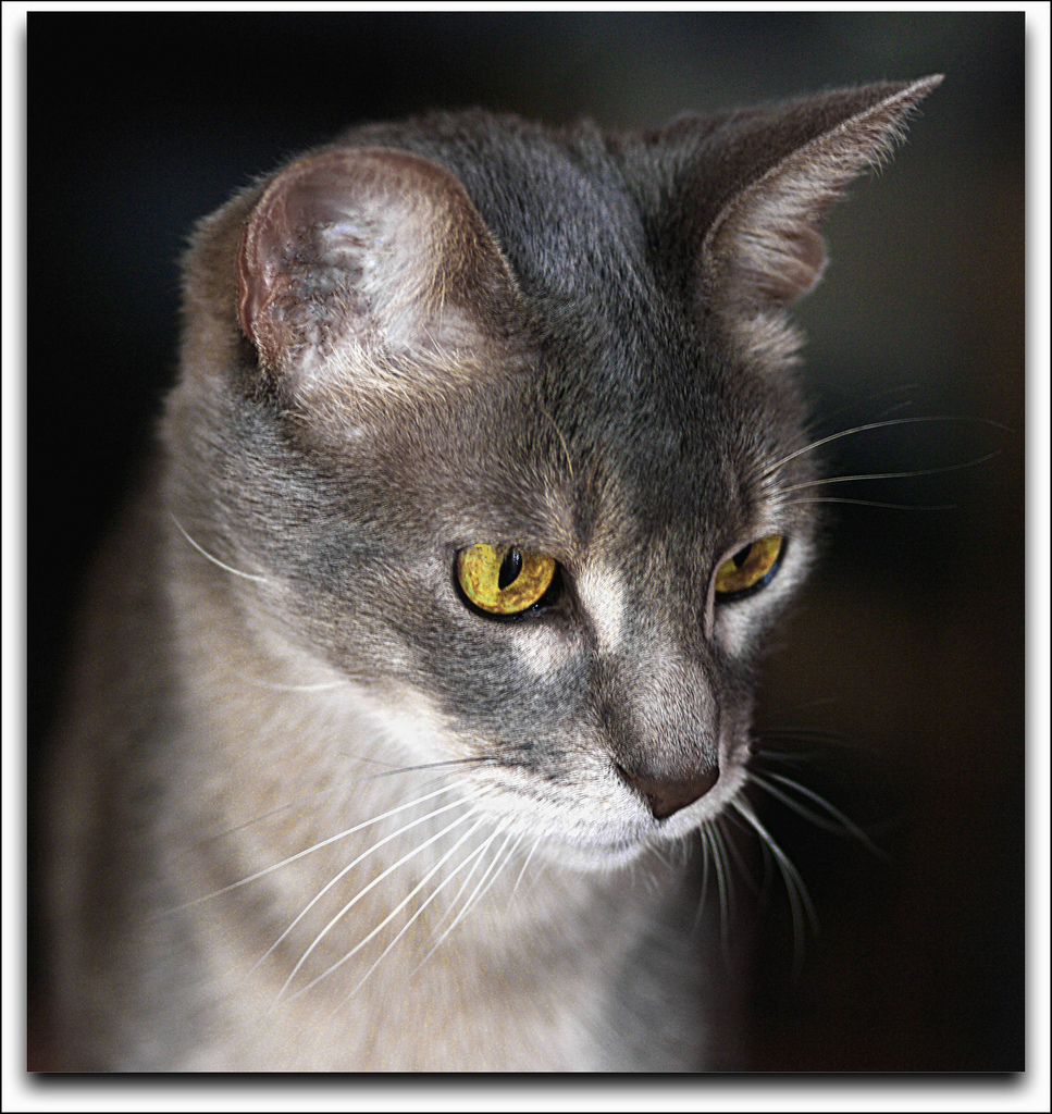 Grey Abyssinian Cat Face Picture