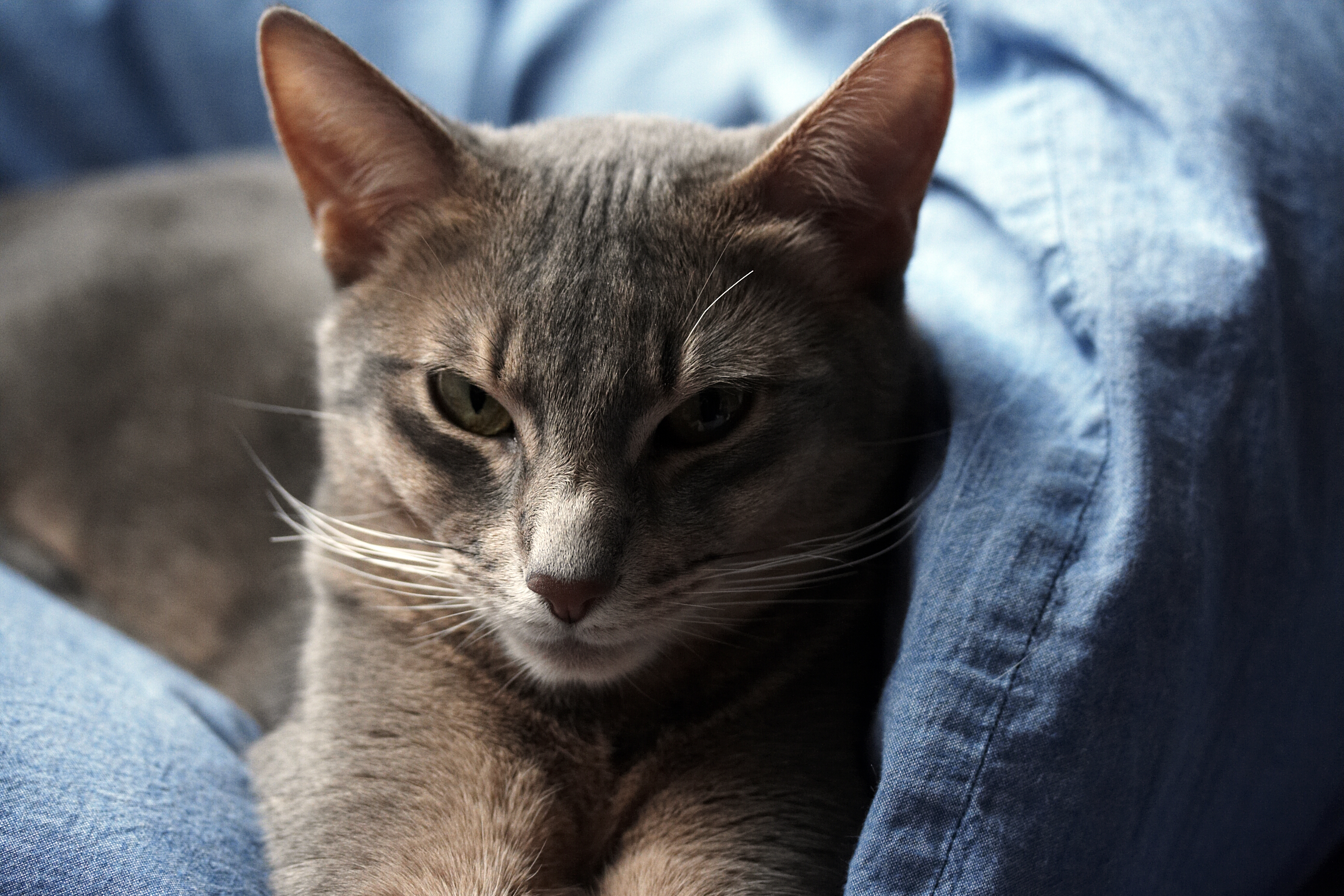 Grey Abyssinian Cat Face