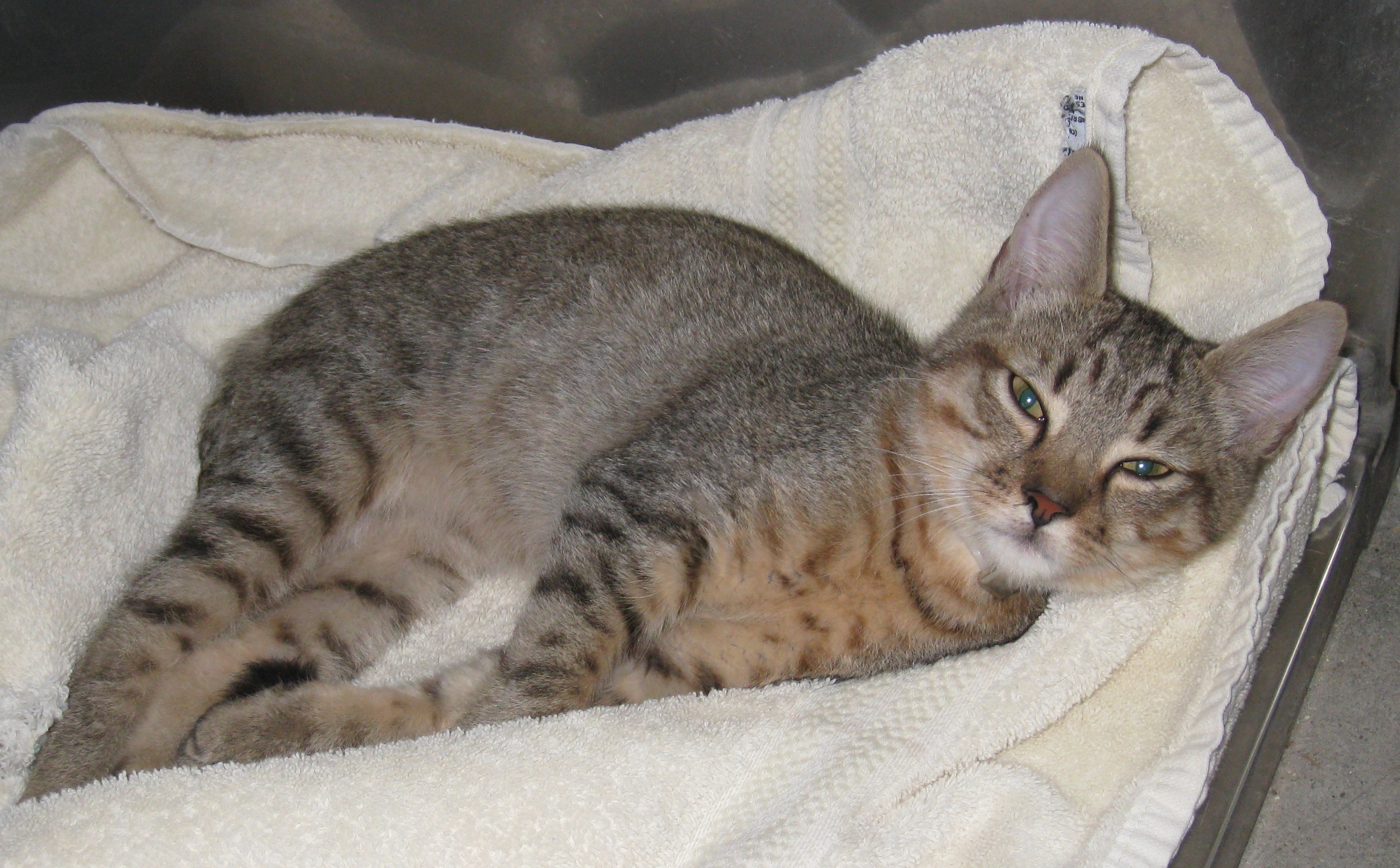 Grey Abyssinian Cat Laying