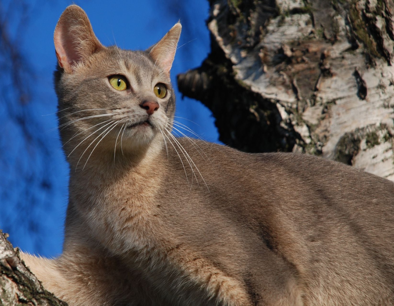 Grey Abyssinian Cat On Tree