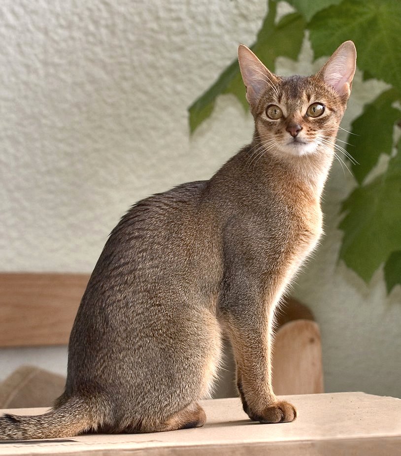 Grey Abyssinian Cat Photo