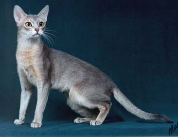 Grey Abyssinian Cat Picture