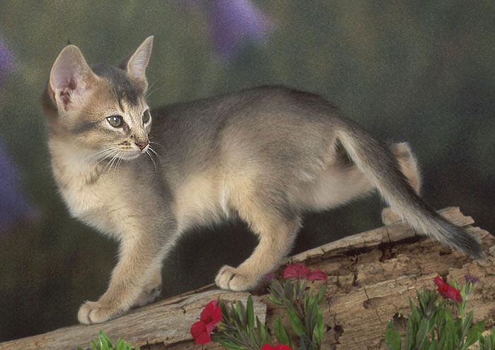 Grey Abyssinian Cat