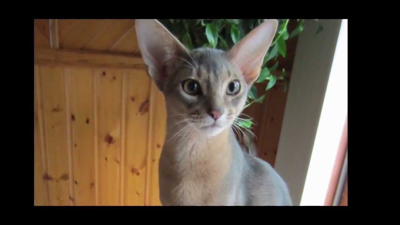Grey Abyssinian Kitten Picture