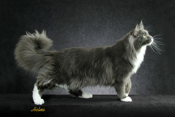 Grey And Black Maine Coon Cat