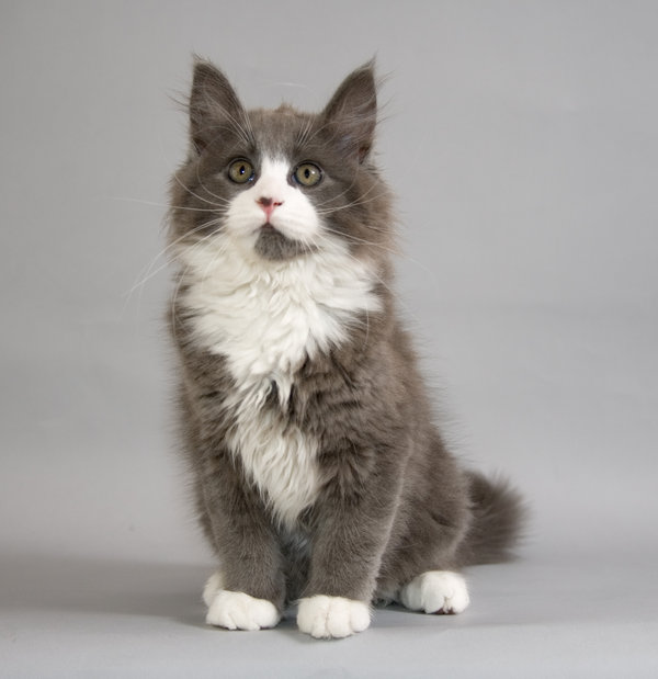 Grey And White Maine Coon Kitten