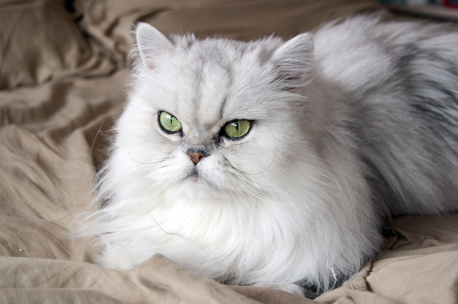Grey And White Persian Cat Sitting