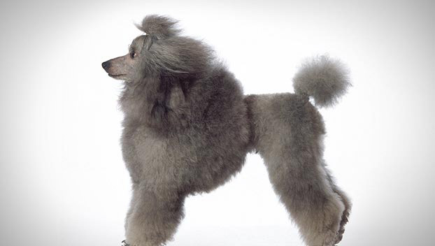 Grey Cropped Poodle Dog