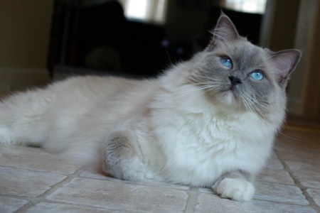 Grey Face Ragdoll Cat Picture