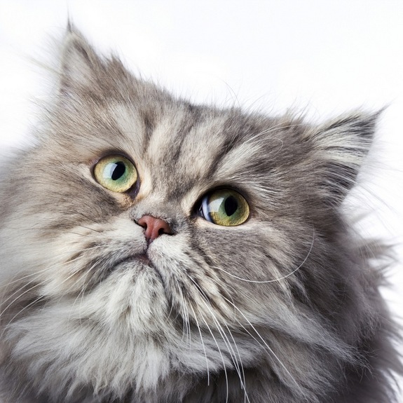 Grey Persian Cat Face Picture