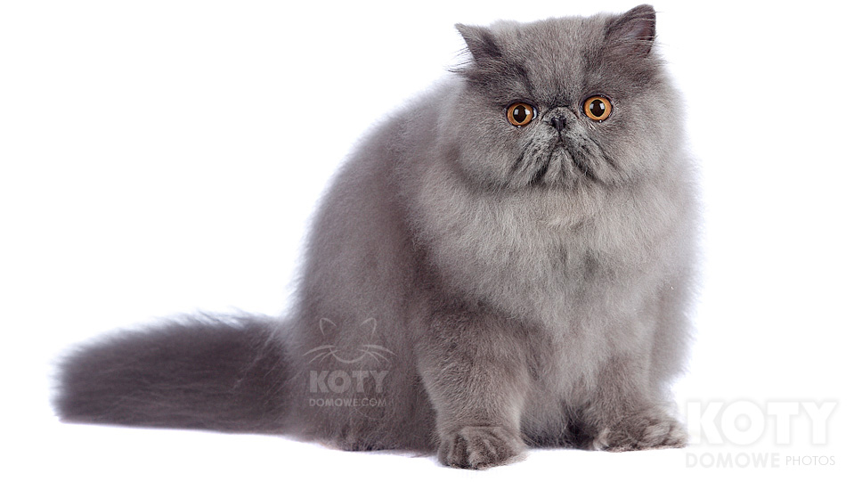 Grey Persian Cat Picture