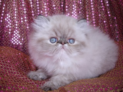 Grayish Persian Kitten