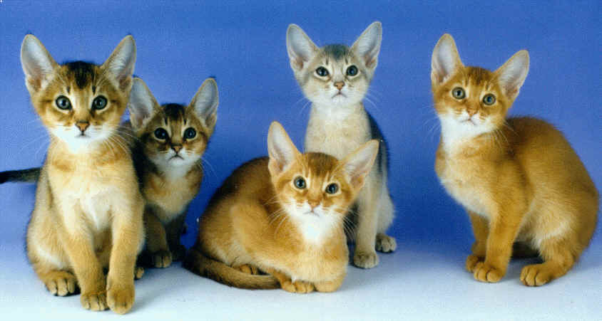 Group Of Abyssinian Kittens Photo