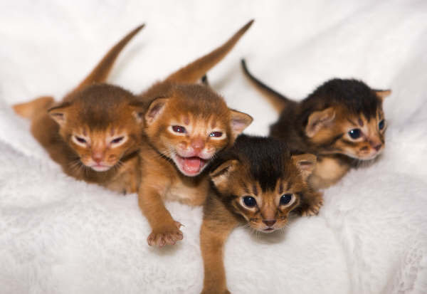 Group Of Abyssinian Kittens Picture